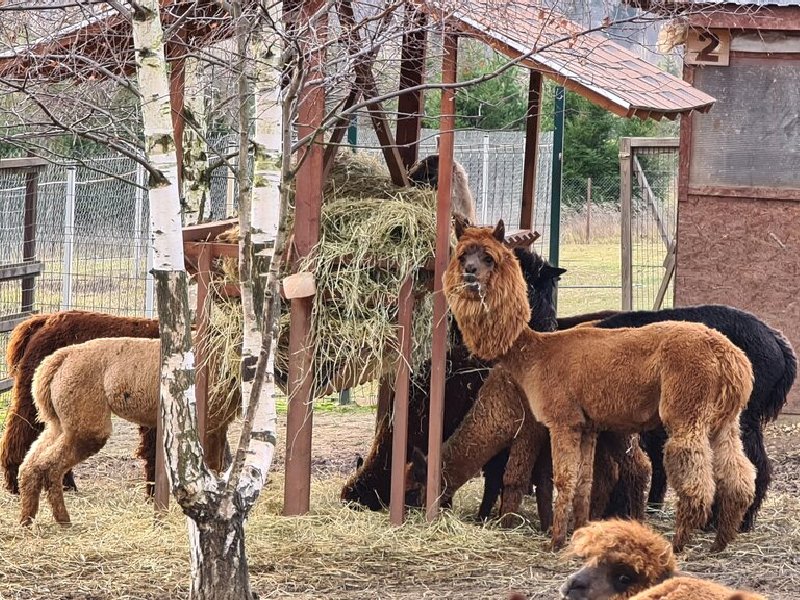 Русские ламы